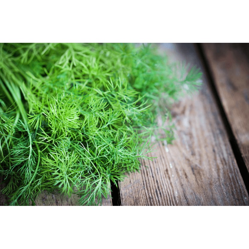 Hạt giống rau thì là bốn mùa (10gr)