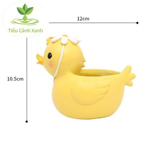 Chậu vịt đẹt trang trí