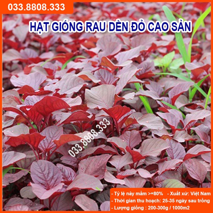 Hạt Giống Rau Dền Đỏ 20gram -Giống Tốt Giá Rẻ