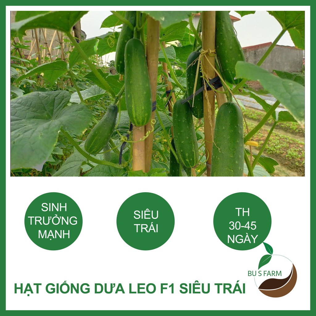 Hạt giống Dưa leo HN F1 cao sản, chịu nhiệt, dễ trồng (1gr)
