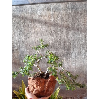 Linh sam bonsai HÒN NON BỘ