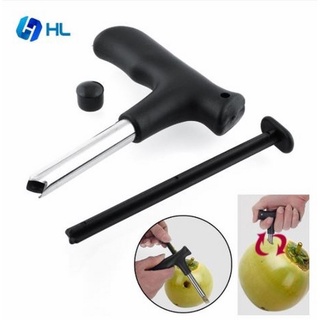 Cây đục lỗ trái dừa - Đục trái dừa .