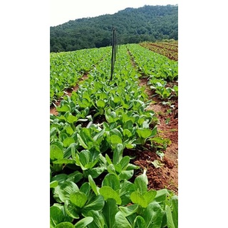 Cải thìa hữu cơ