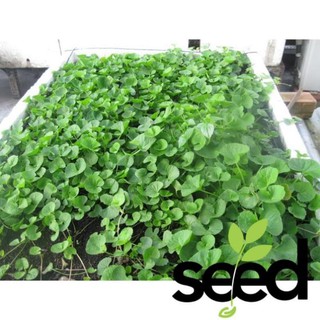 Hạt Giống Rau Má Lá To 1gram