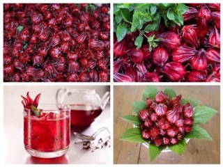  Hạt giống Astiso đỏ ( Bụt giấm) 18 hạt