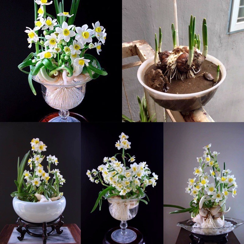 Củ giống hoa thủy tiên trắng cánh đơn - 1 củ - 5 đến 7 nhiều nhánh - hgct2
