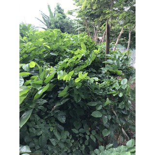 Cây Giống Dáng Hương