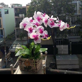 Hoa giả - Lan Hồ Điệp cao su 7 bông cao cấp (Chat chọn màu)