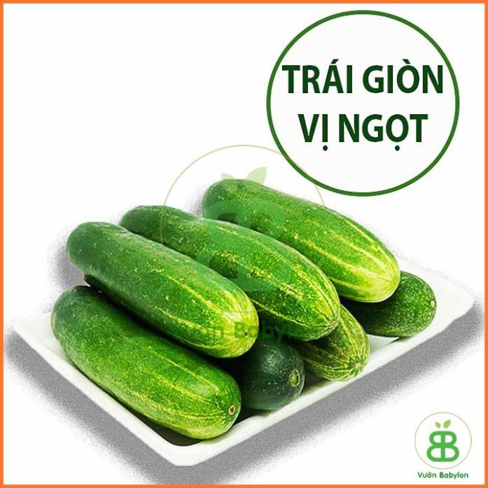 (NEW) Hạt Giống Dưa Leo F1 Dễ Trồng, Giòn Ngọt 2G