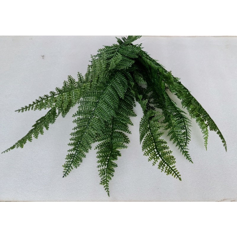 Lá dương sỉ giả. cụm 9 lá to