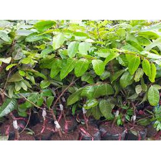 Giống nhãn tím nhập khẩu - bảo hành cây