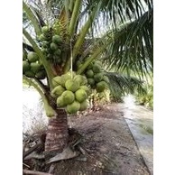 cây giống dừa dứa (chuẩn giống cây trồng)