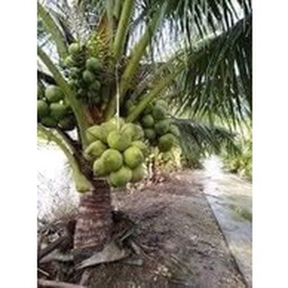 Cây giống dừa dứa
