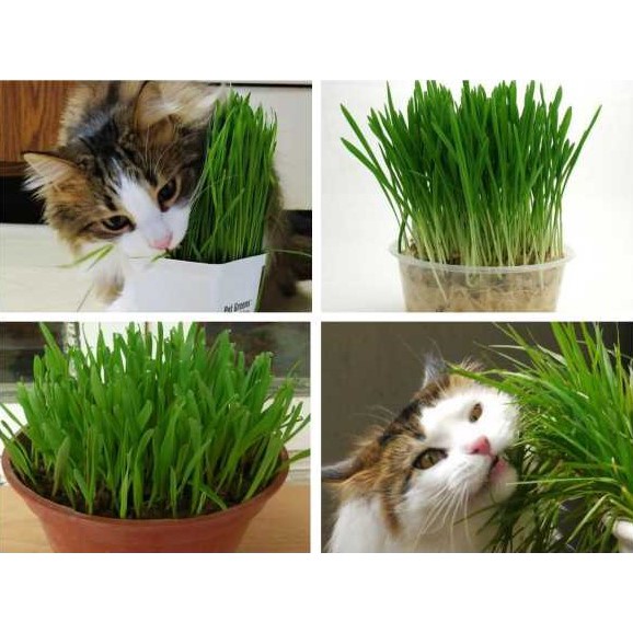 Hạt giống cỏ mèo gói 100g bổ xung chất xơ và đẩy búi lông ra ngoài - Phụ kiện thú cưng