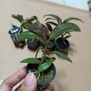 Lan phi điệp Esaso giống