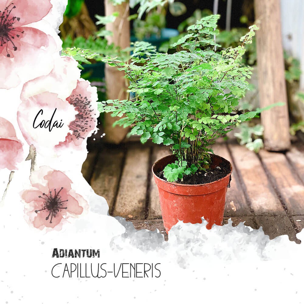 Cây Adiantum capillus-veneris (Dương Xỉ Tóc Thần Vệ Nữ) chậu nhựa