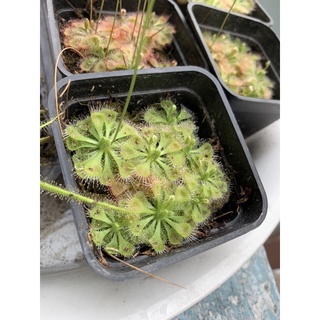 Cây Bắt Mồi Gọng Vó Bèo Đất Burmanii