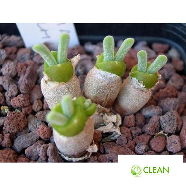 Hạt gióng cây tai thỏ mix màu 20 hạt