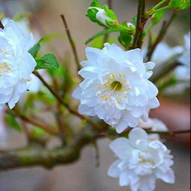Cây giống hoa mai trắng