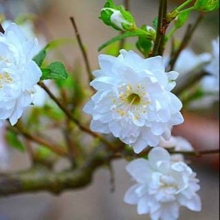 Cây giống hoa mai trắng
