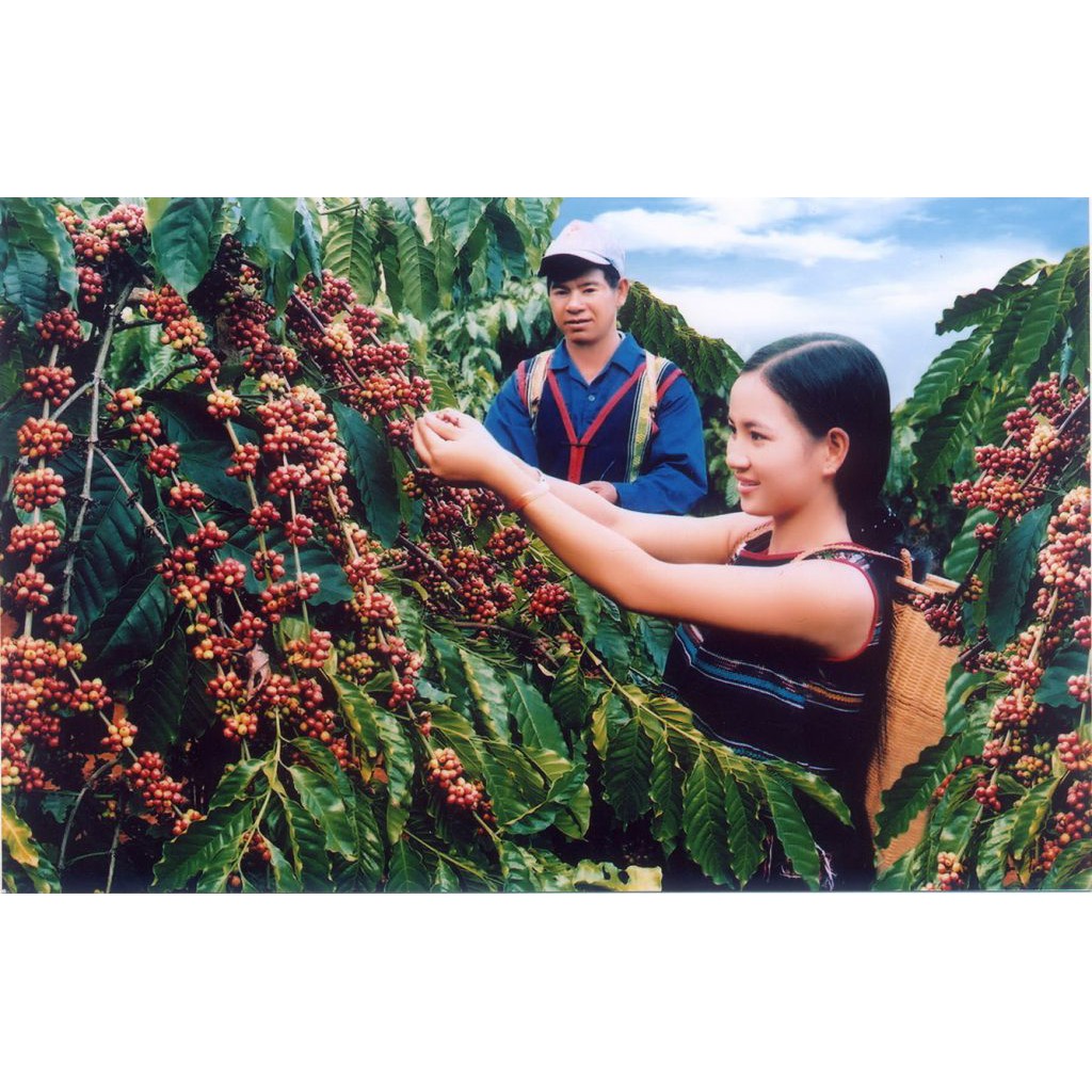 Cà phê Robusta Buôn Ma Thuột Organic COFFEE 500gr - Cà phê bột rang xay pha phin