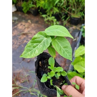 Cây giống chanh leo ngọt Colombia