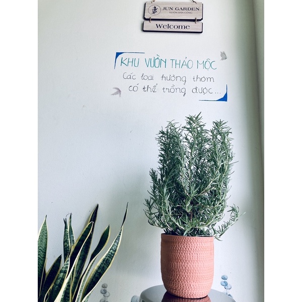 Cây Hương Thảo Rosemary gói giấy JUN GARDEN