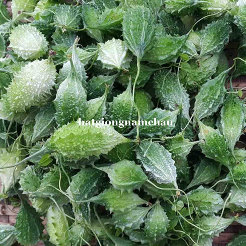 10H - HẠT GIỐNG KHỔ QUA RỪNG