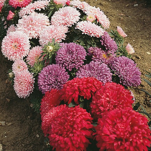 Nano Silic 100ml – Phân bón Giúp thân lá cứng cáp, chống nấm bệnh