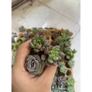 Combo 10 sen vỉ