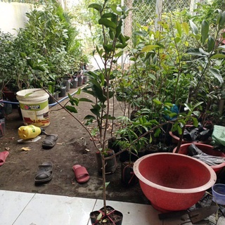 chậu sơ ri ngọt ( h 2,3), chậu nuôi