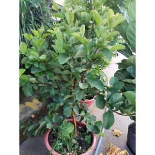 Cây 🌲 Ổi RuBy đang hoa đang trái)
