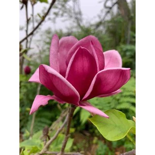 1 cây mộc lan sẵn nụ