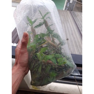 14 - 15 Nhánh Cỏ Thằn Lằn - ☘️🍁🍀[ Cỏ Phao] - Lọc Nước Bể Cá