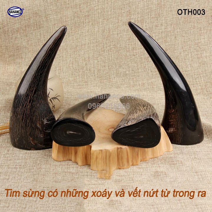 Chóp sừng trâu vật phẩm phong thủy- HOT nhất của năm trâu vàng 2021 - giàu sang/phú quý -  - HAHANCO