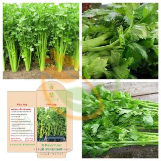 Hạt giống cần tây f1