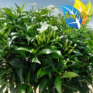 Cây Mai Vạn Phúc || cây to trang trí sân vườn