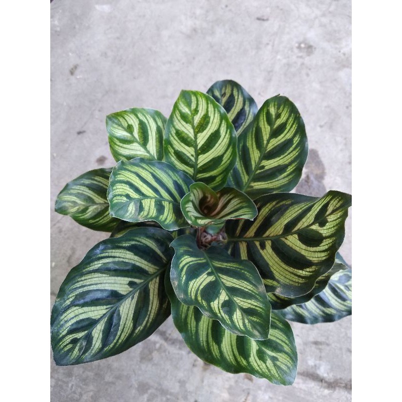 đuôi công xanh nâu Calathea makoyana