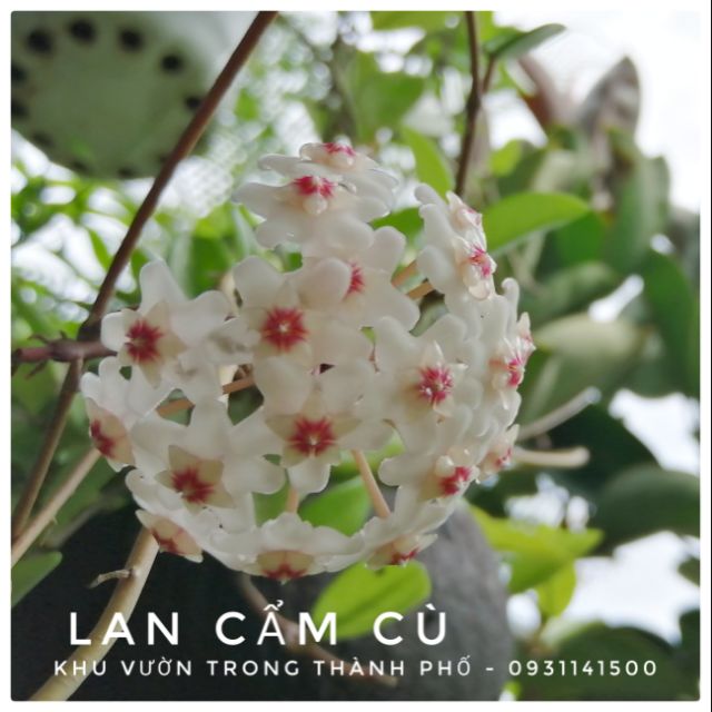 CÂY LAN CẨM CÙ ( Màu Trắng)