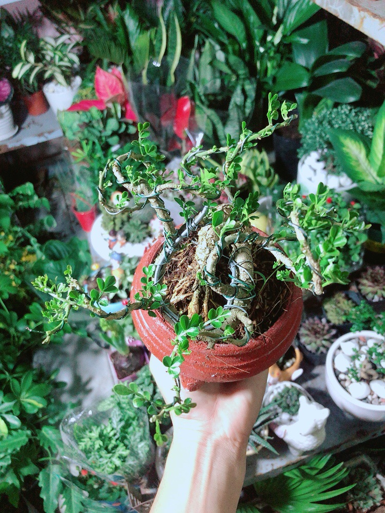 Chậu Cây Cần Thăng Bonsai