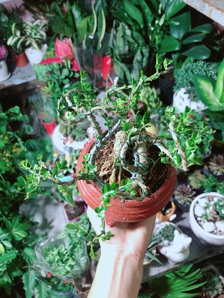 Chậu Cây Cần Thăng Bonsai