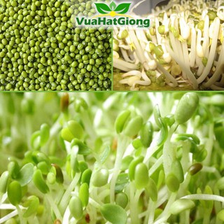 Hạt Giống Mầm Giá Đậu Xanh Dễ Trồng, Năng Suất Cao