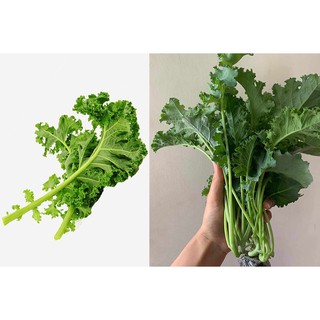 HẠT GIỐNG CẢI XOĂN, CẢI KALE, TRỒNG RAU TẠI NHÀ, HẠT GIỐNG CẢI XOĂN RẠNG ĐÔNG