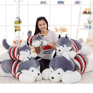 chó bông Husky
