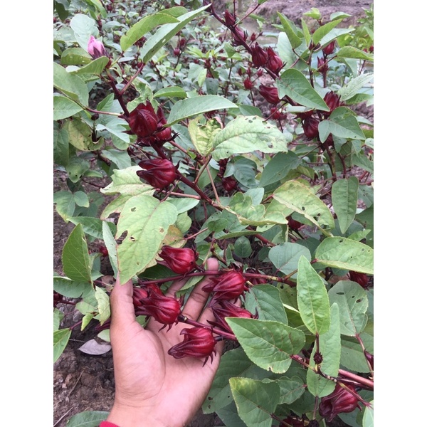 Hoa atiso đỏ tươi [LOẠI ĐÃ TÁCH HẠT LOẠI 1kg] - Hibiscus - Bụp giấm | BigBuy360 - bigbuy360.vn