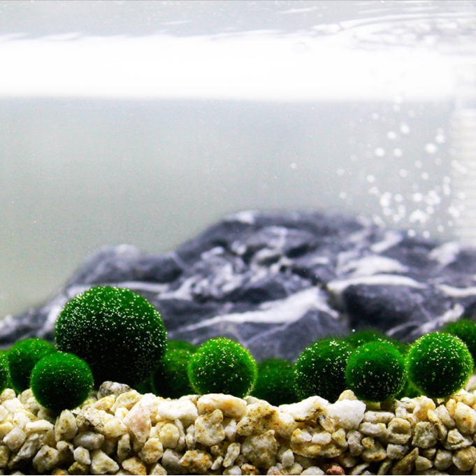 Tảo cầu hạnh phúc Marimo cho các bạn thả bể thủy sinh trang trí bàn làm việc, DIY