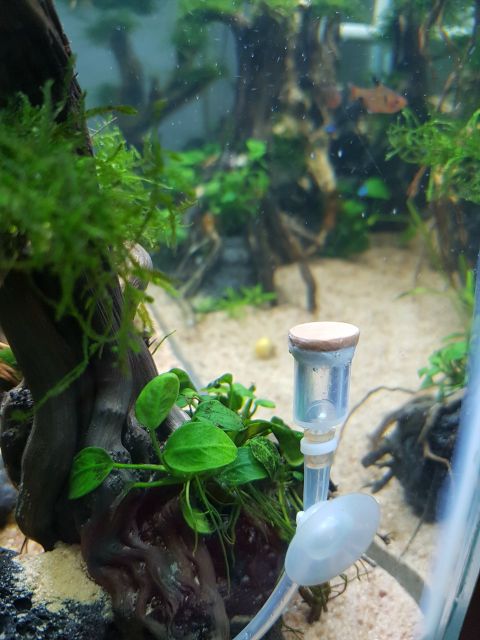 Sủi CO2 hồ thủy sinh sủi chế