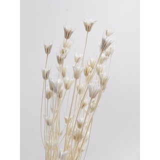 [Trên 10 bông] Hoa khô NIGELLA, HOA VỪNG, HOA BÁT GIÁC màu trắng decor phong cách vintage
