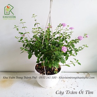 Cây Trâm ổi tím rũ chậu treo, cây ngũ sắc tím rũ