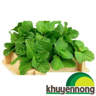 Gói 100 hạt giống bạc hà